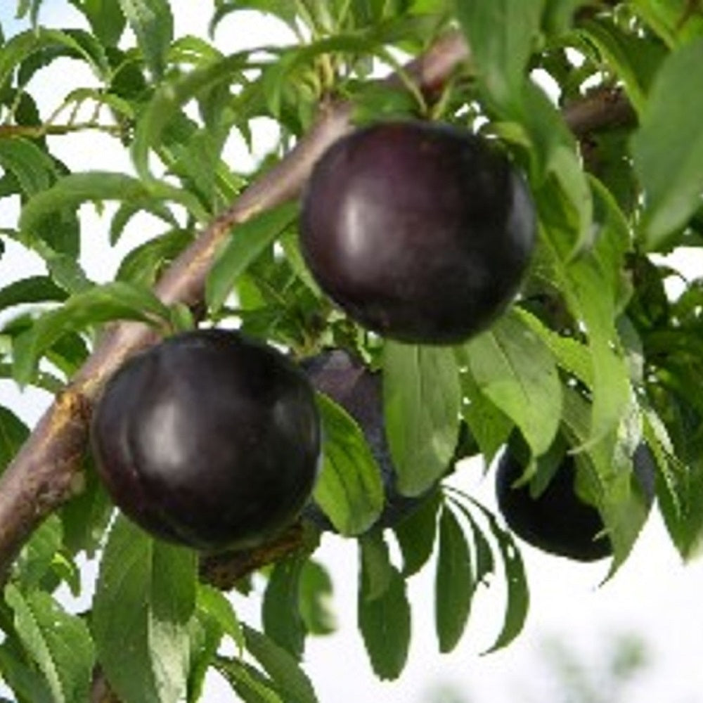 Prun Black Amber - Pom Fructifer Anul 3