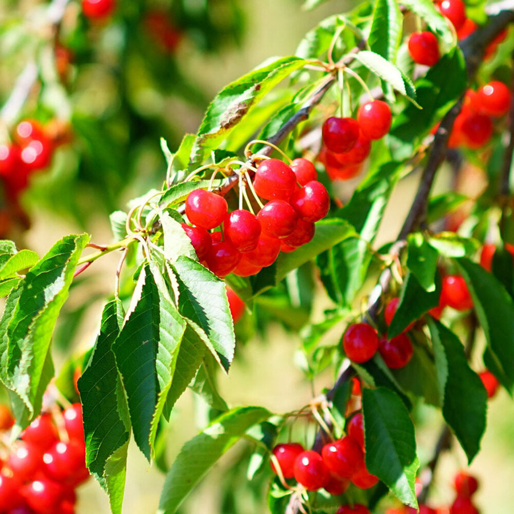 Visin Cherry_Meteor Pom Fructifer Anul 3