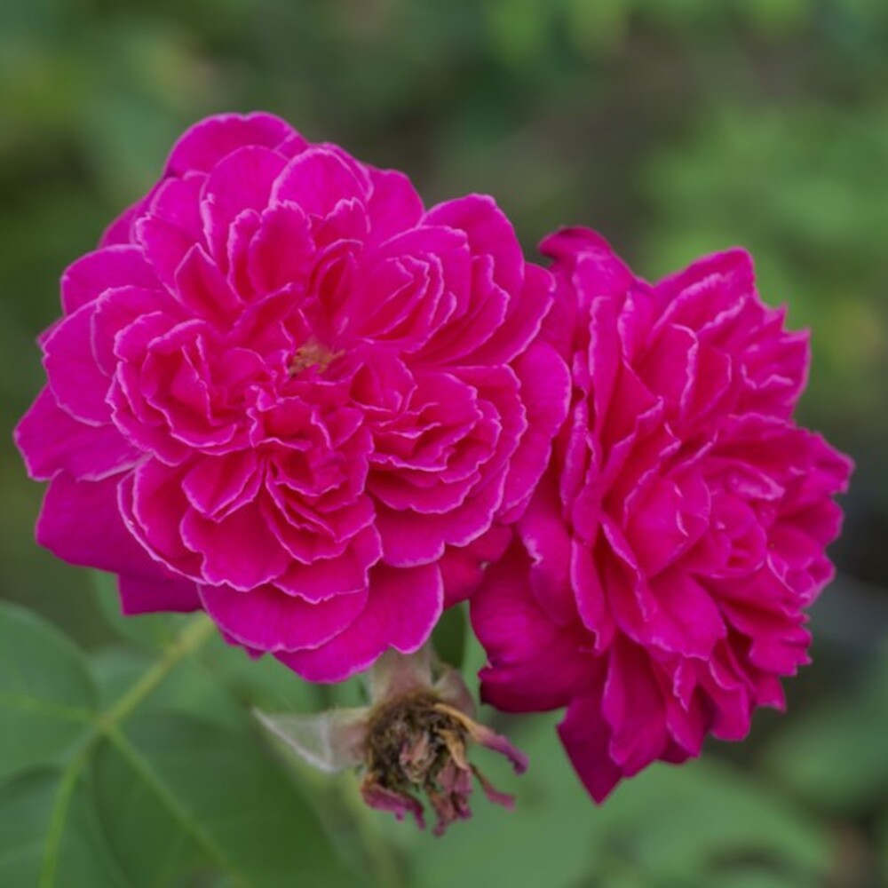 Trandafir De Dulceata Rose Pink Anul 3