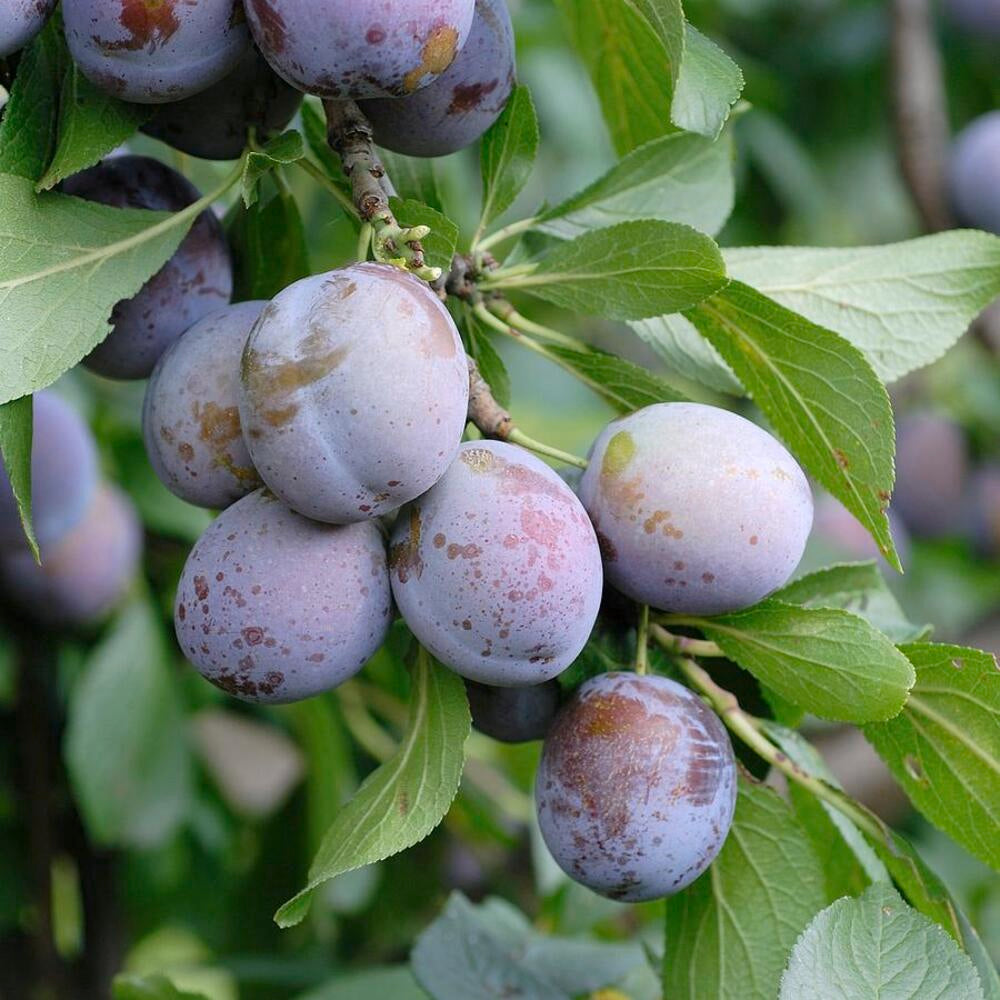 Prun Anna Spath - Pom Fructifer Anul 3