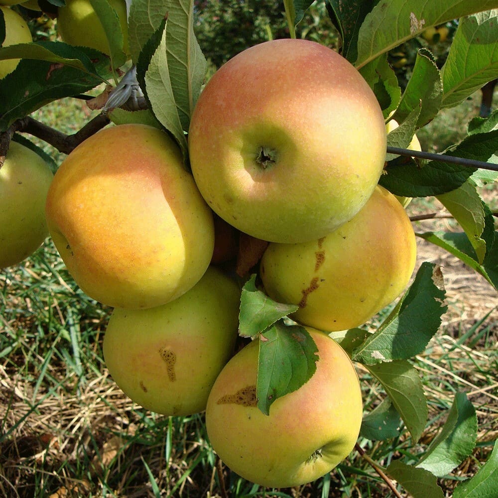Mar Auriu de Bistrita - Pom Fructifer Anul 3