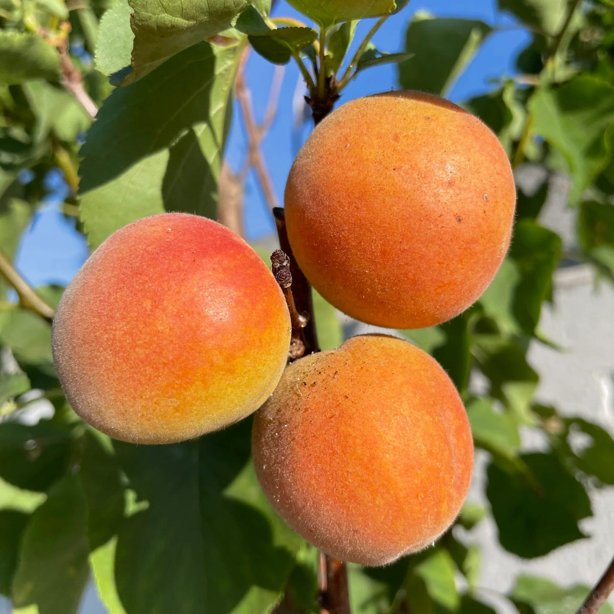 Cais Blenheim - Pom Fructifer Anul 3