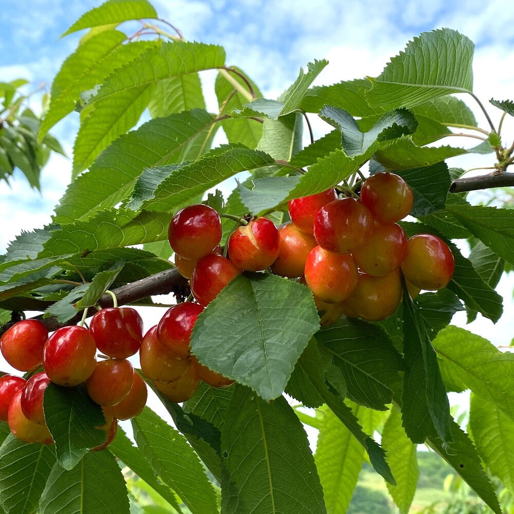 Cires Boambe de Cotnari - Pom Fructifer Anul 3