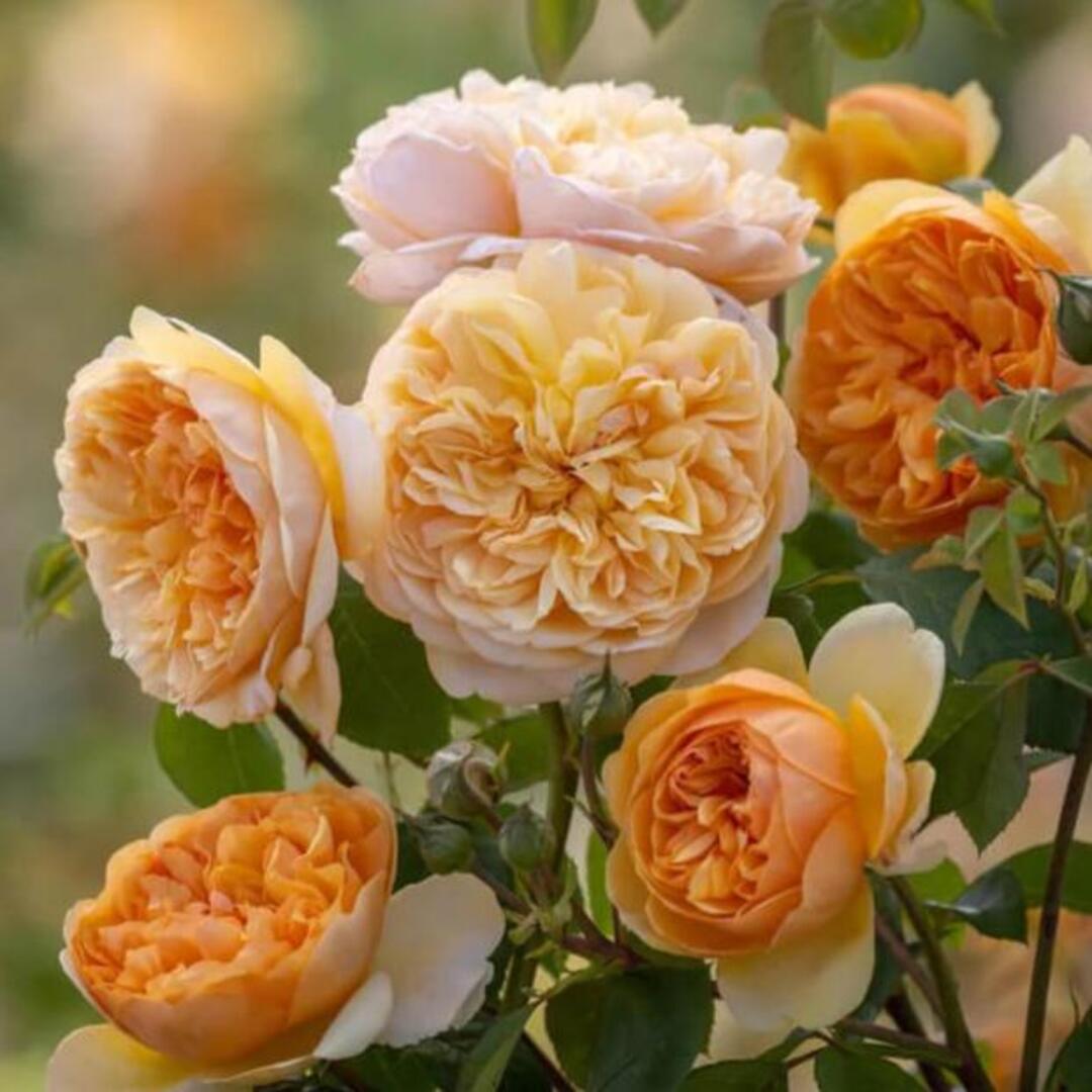 Trandafiri Floribunda Bring Me Sunshine Anul 3