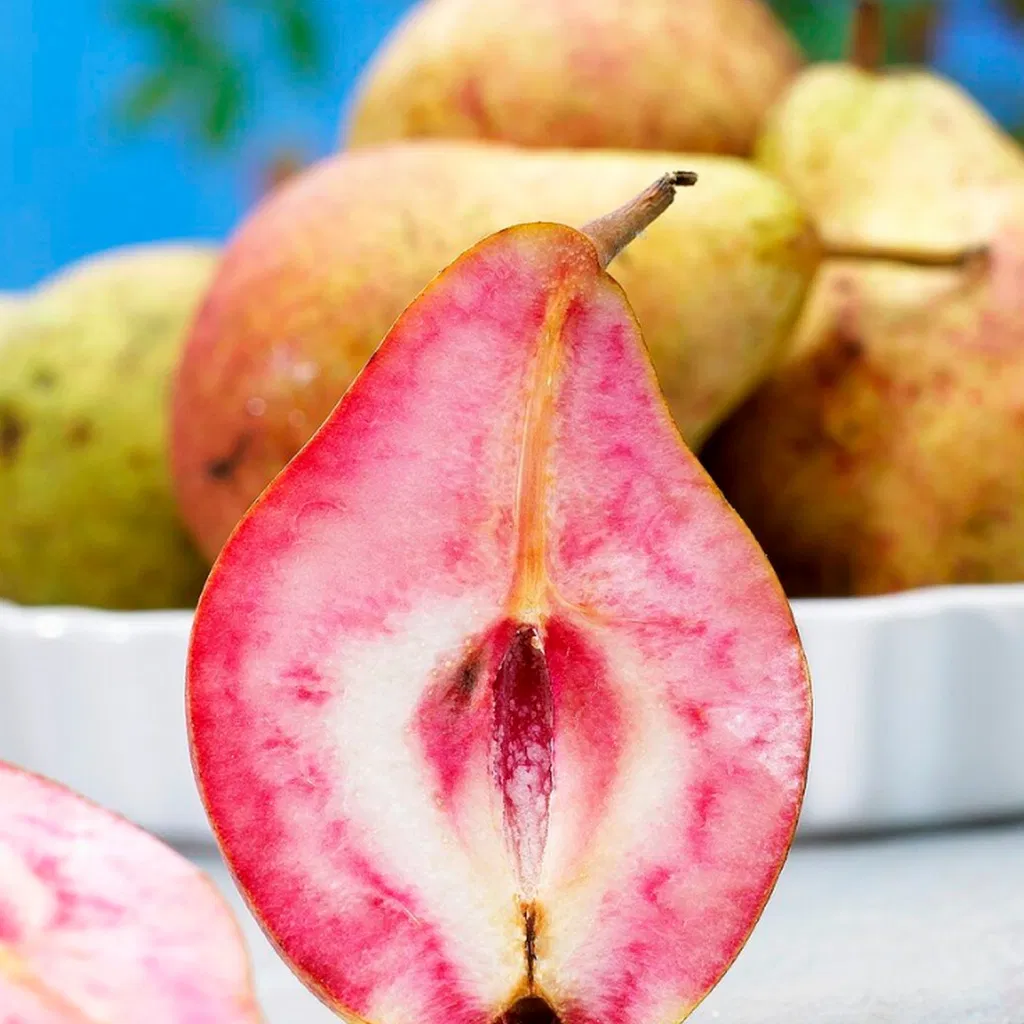 Par Busuioaca Miez Rosu - Pom Fructifer Anul 3