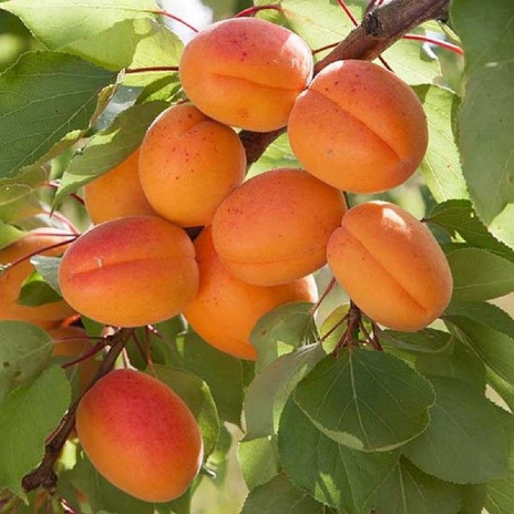 Cais CMBU - Pom Fructifer Anul 3