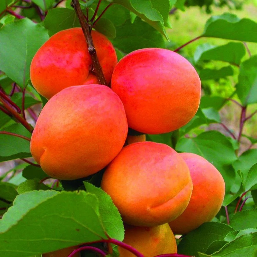 Cais NJA19 - Pom Fructifer Anul 3