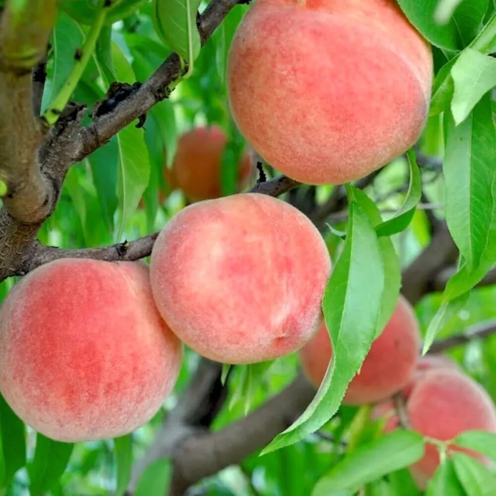 Piersic Carolina Belle - Pom Fructifer Anul 3