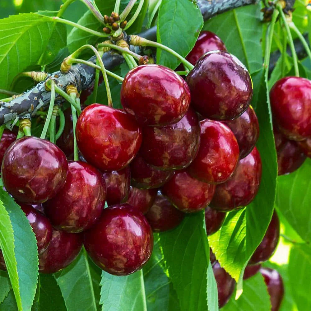 Cires Canada - Pom Fructifer Anul 3