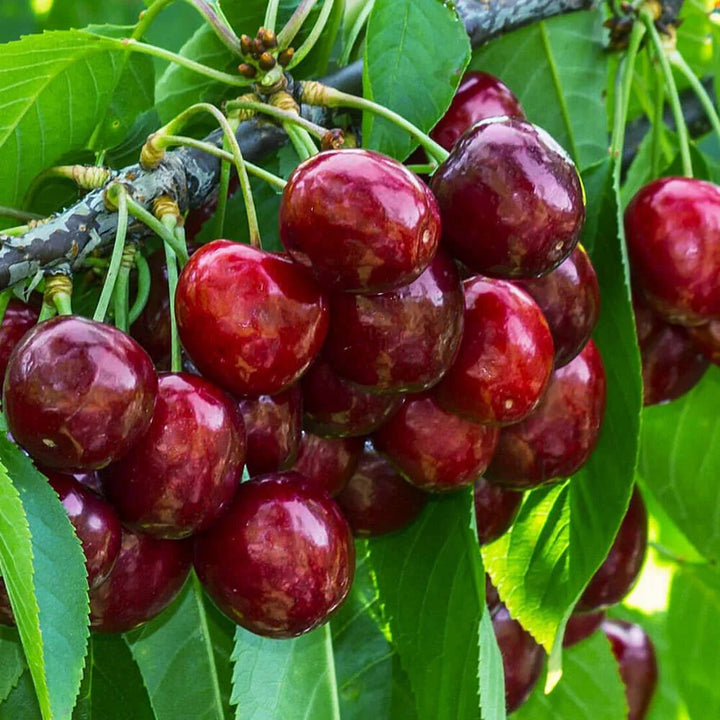 Cires Canada - Pom Fructifer Anul 3