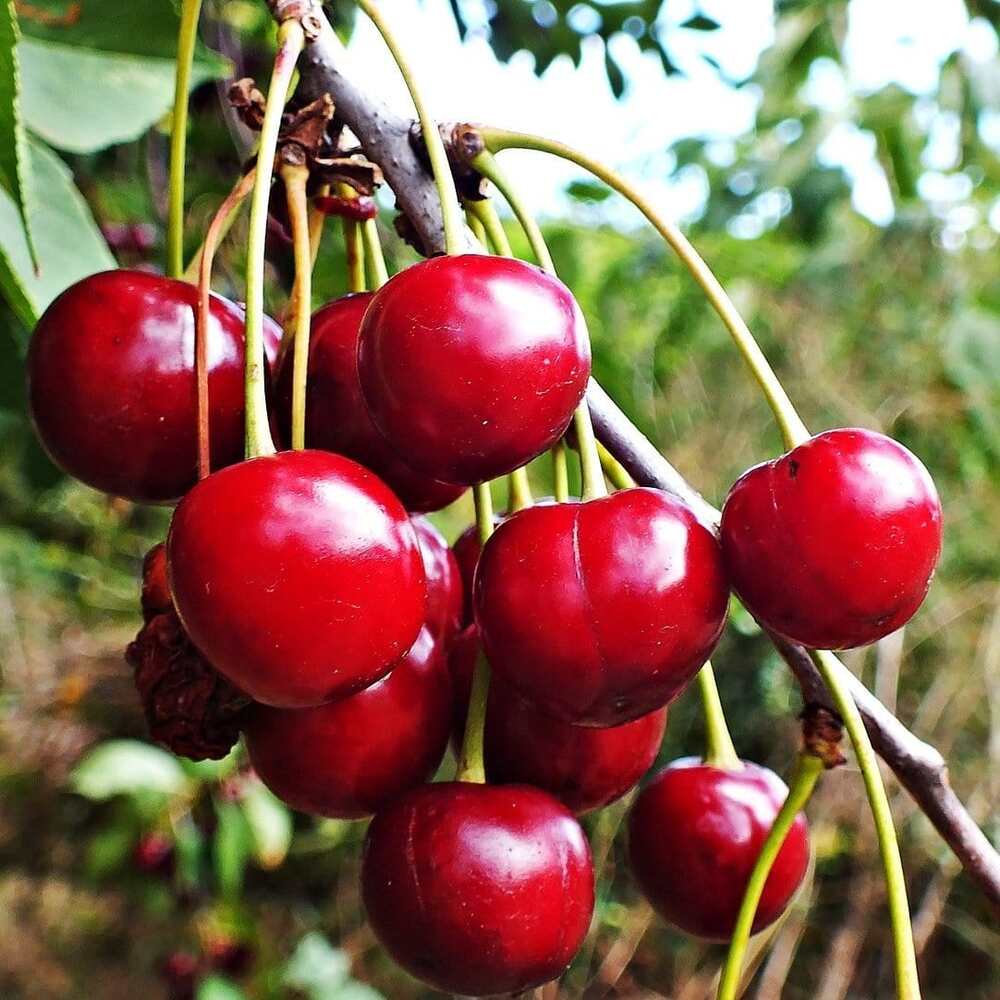 Cires Van - Pom Fructifer Anul 3