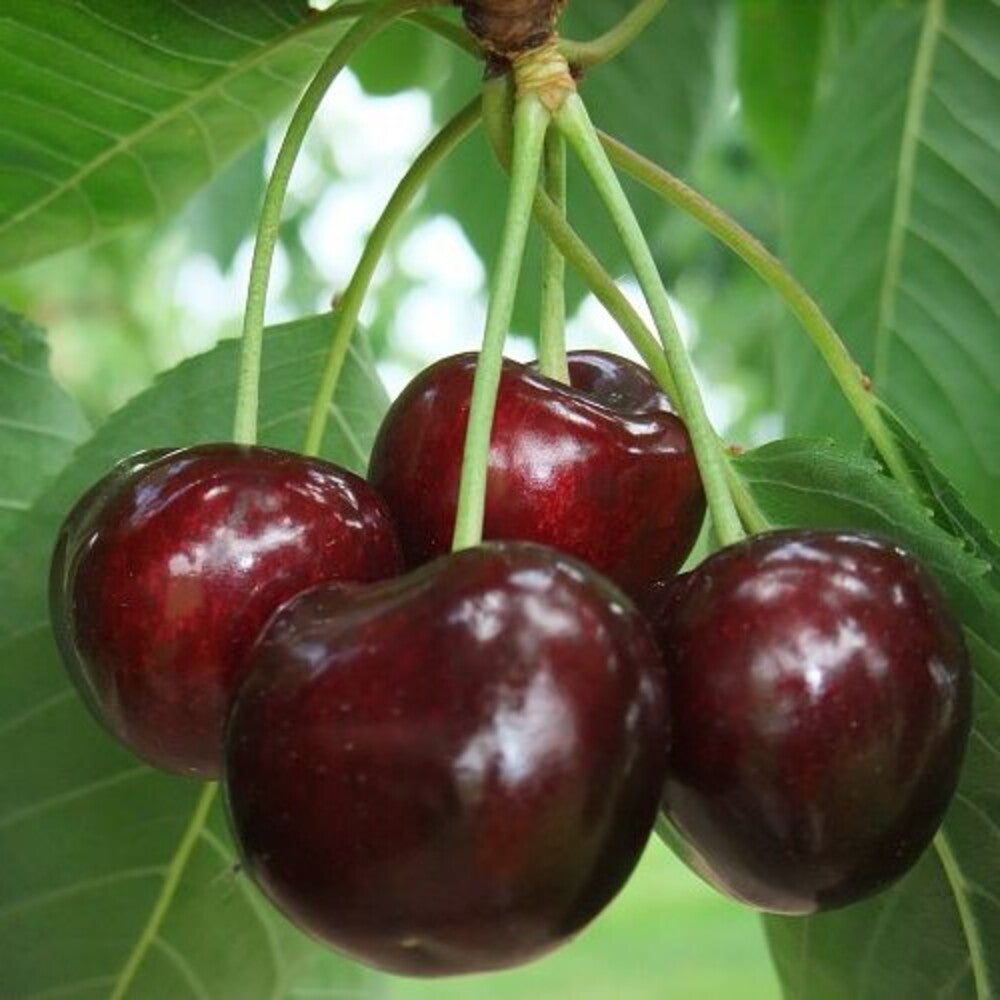 Cires Cristalina - Pom Fructifer Anul 3