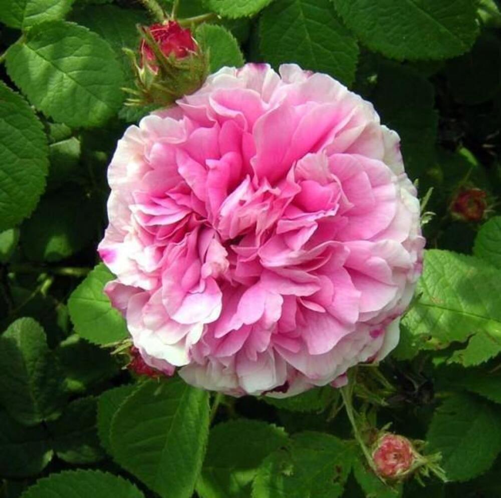 Trandafir De Dulceata Damascena Anul 3