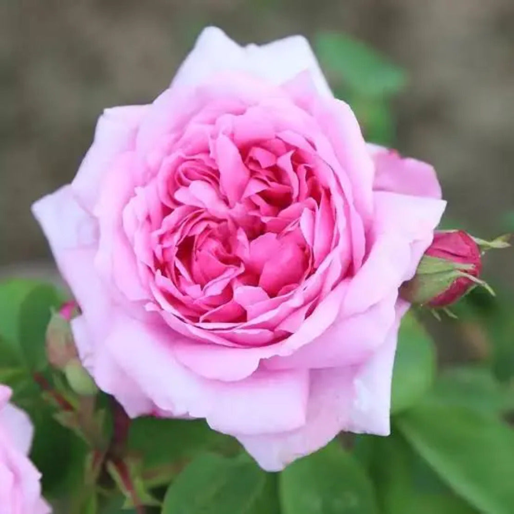 Trandafir De Dulceata Damask Anul 3