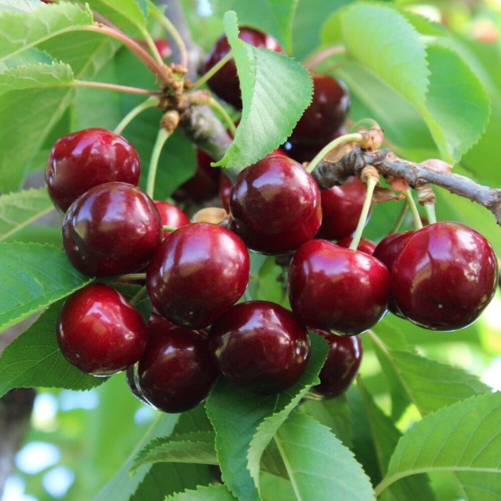 Cires Early Red - Pom Fructifer Anul 3