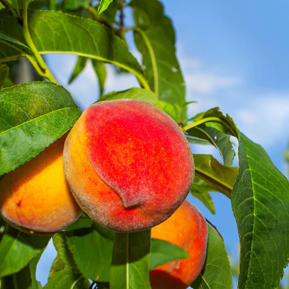 Piersic Frost Peach - Pom Fructifer Anul 3