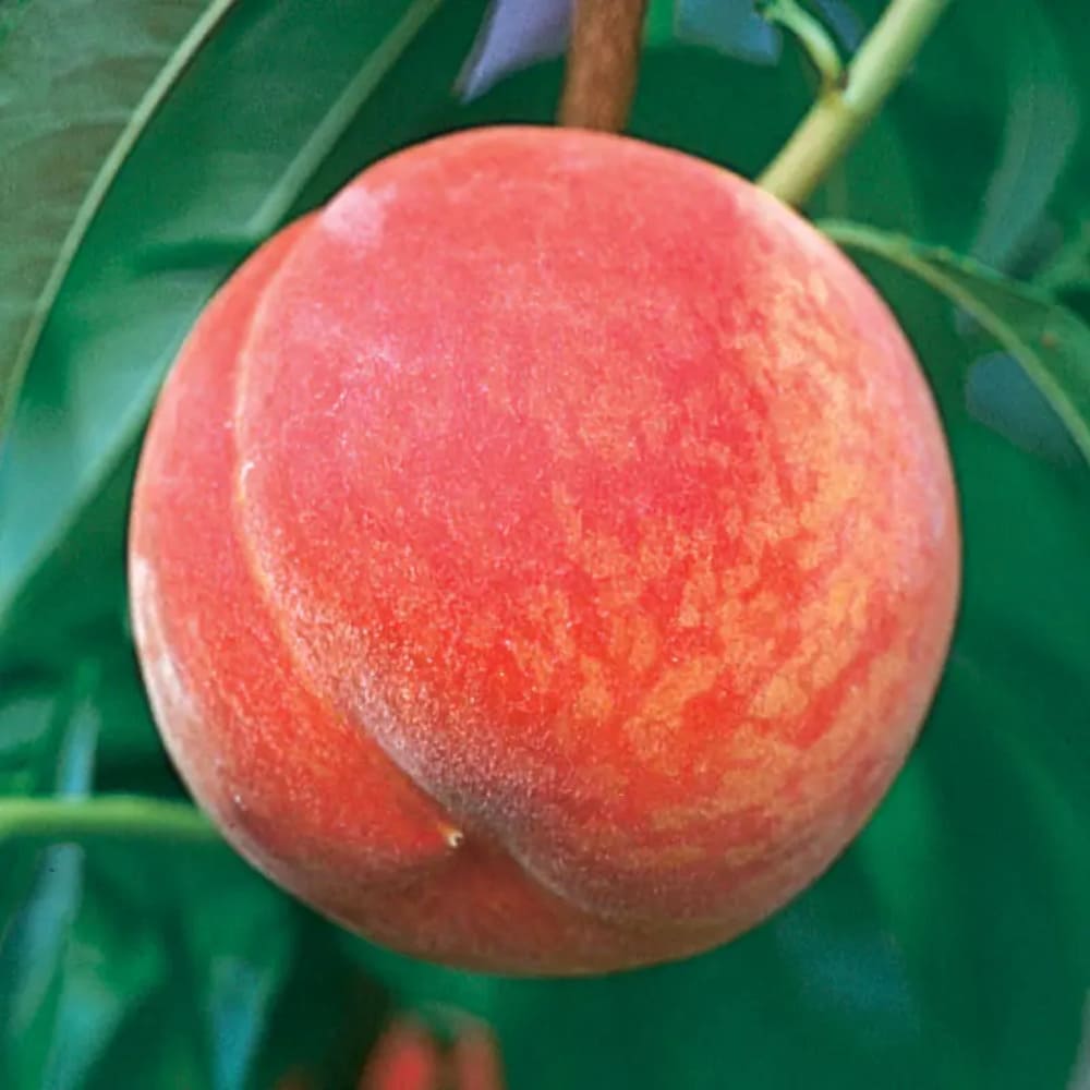 Piersic Gala  Peach - Pom Fructifer Anul 3