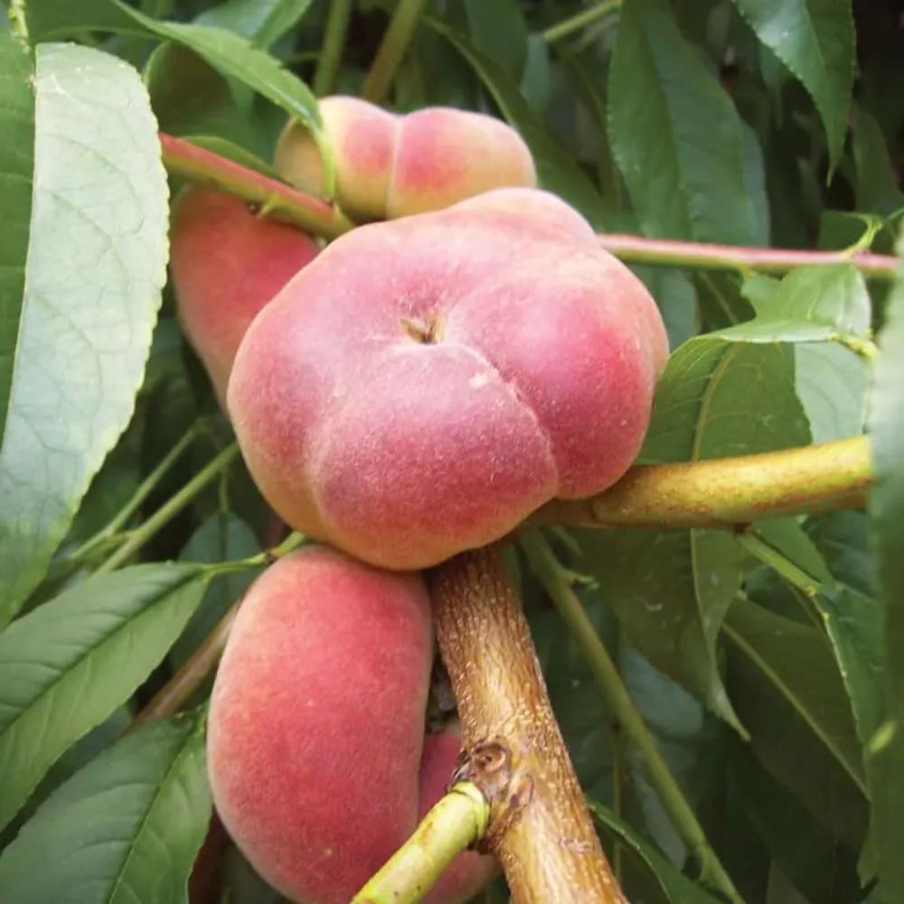 Piersic Galaxy Peach - Pom Fructifer Anul 3