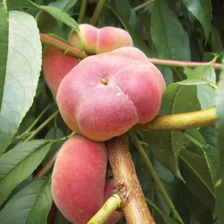 Piersic Galaxy Peach - Pom Fructifer Anul 3