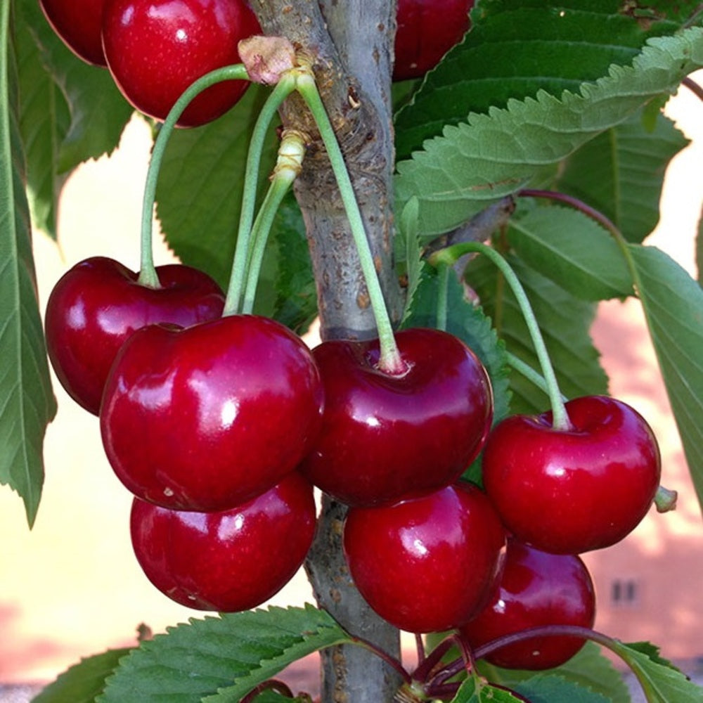 Cires Grace Star - Pom Fructifer Anul 3