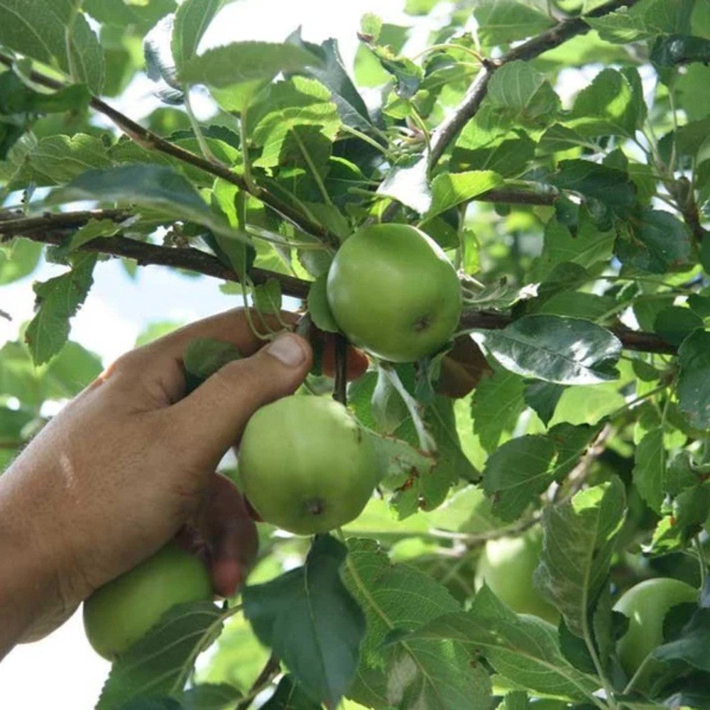 Mar Granny Smith - Pom Fructifer Anul 3