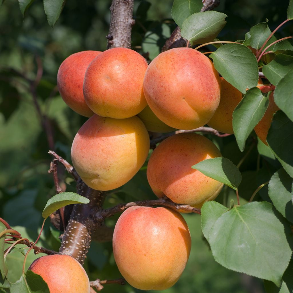 Cais Hardcot - Pom Fructifer Anul 3
