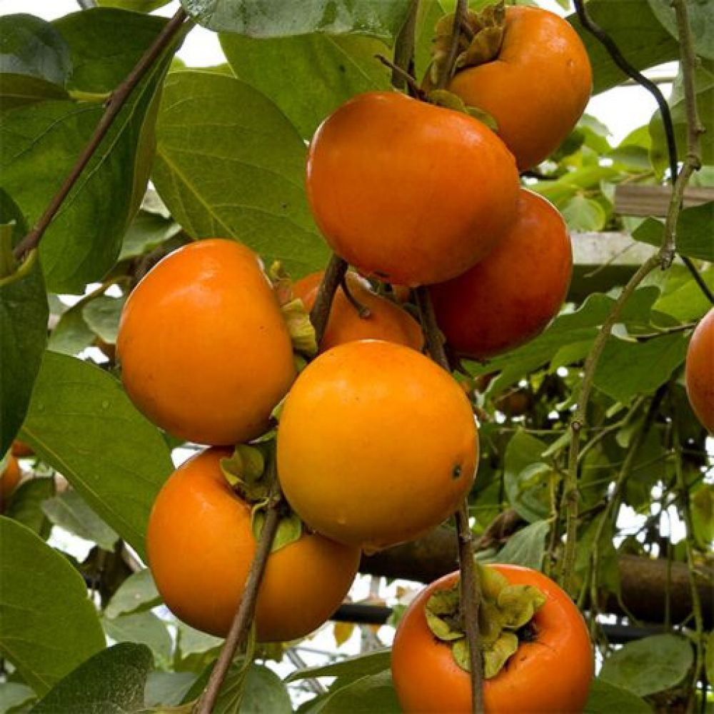 Kaki Tipo - Pom Fructifer Anul 3