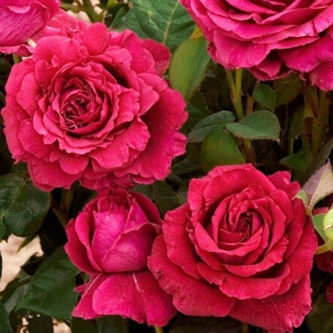 Trandafiri Floribunda La Rose De Vents Anul 3
