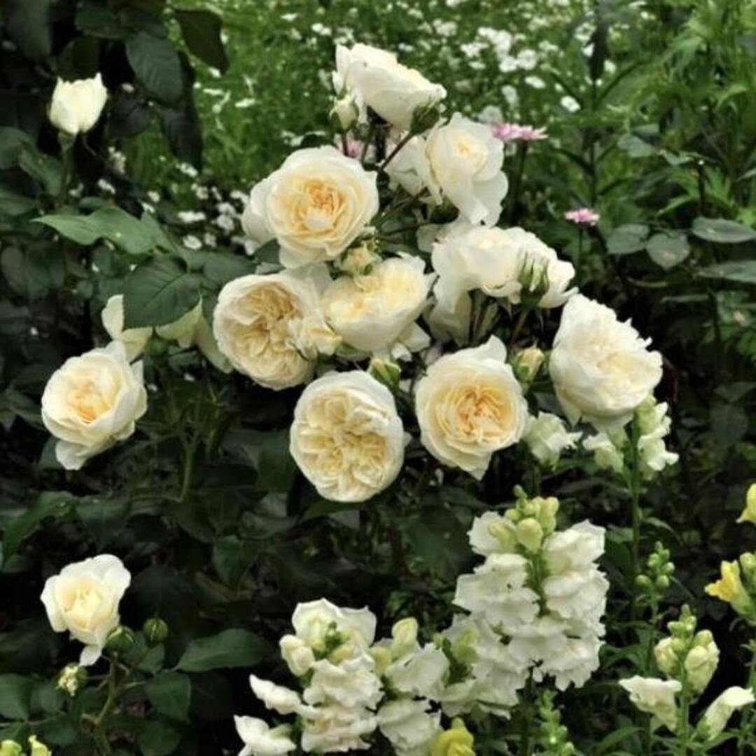 Trandafiri Floribunda Lady Romantica Anul 3