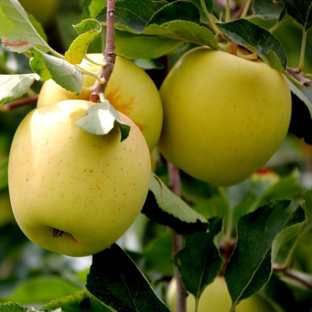 Mar Golden Delicious - Pom Fructifer Anul 3