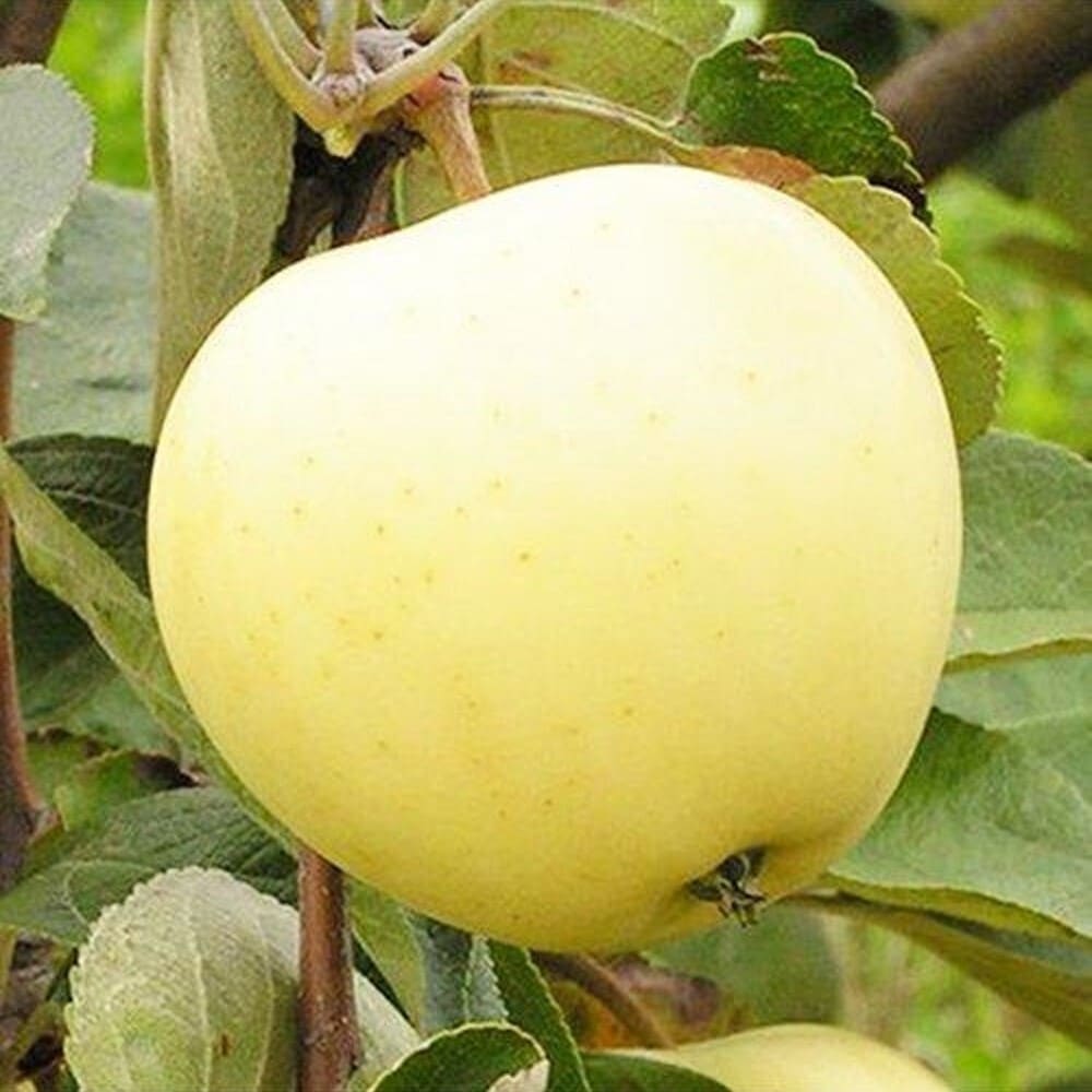 Mar Clar Alb - Pom Fructifer Anul 3