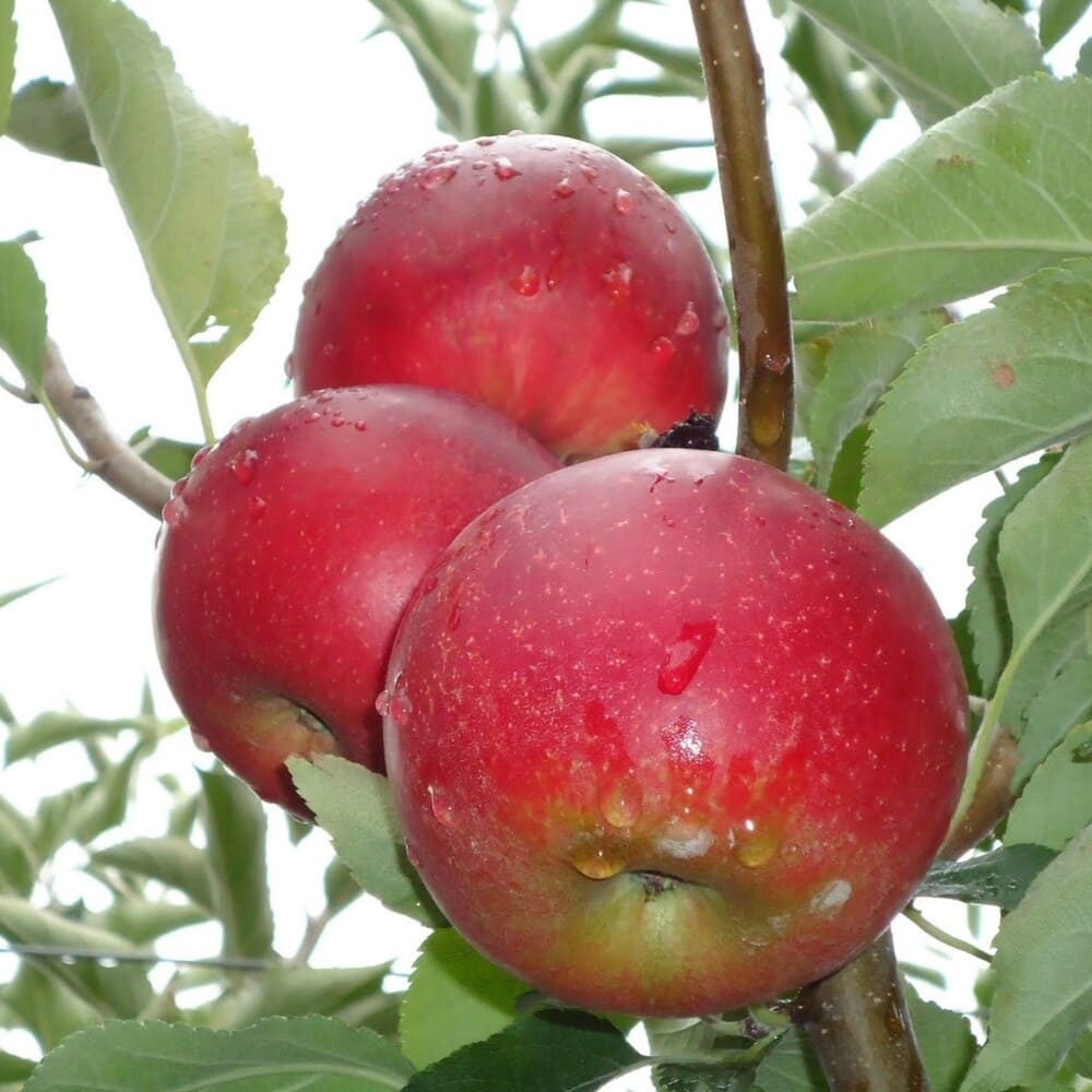 Mar Cretesc - Pom Fructifer Anul 3