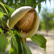 Migdal Record  - Pom Fructifer Anul 3