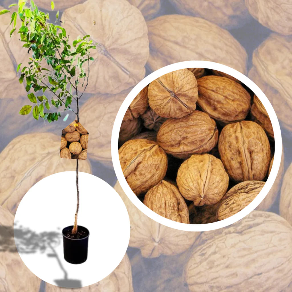 Nuc Milotai - Pom Fructifer Anul 3