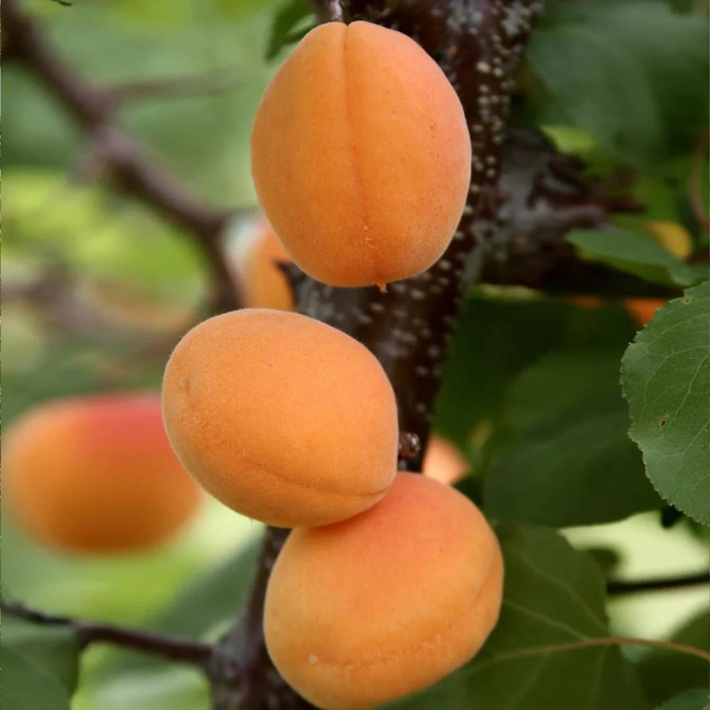 Cais Moorpark - Pom Fructifer Anul 3