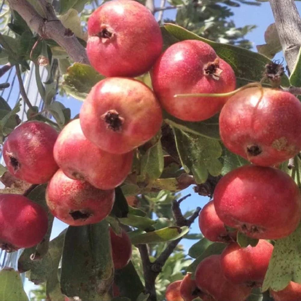Mosmon Mediteranean  - Pom Fructifer Anul 3