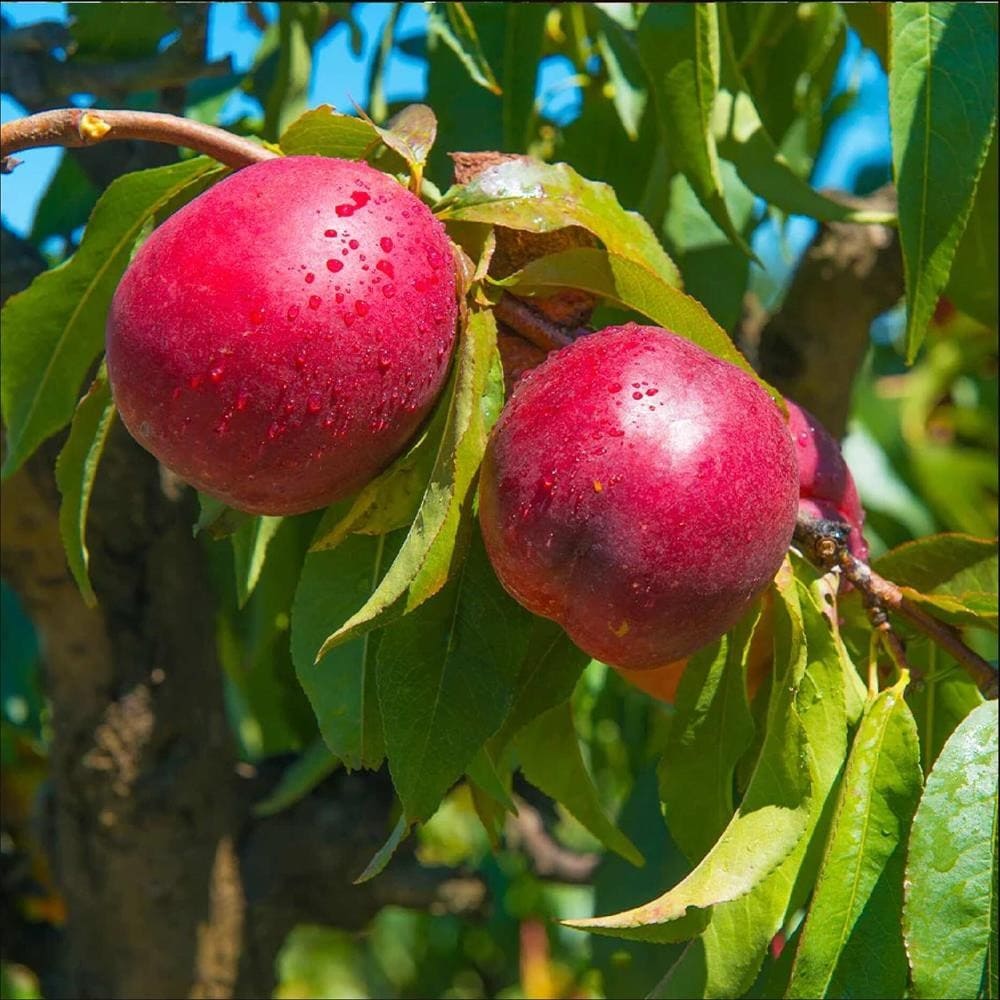 Nectarin Flavotrop - Pom Fructifer Anul 3