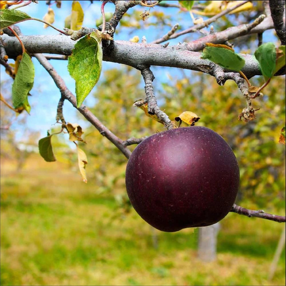 Mar Arkansas Black - Pom Fructifer Anul 3