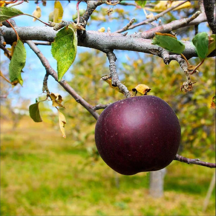 Mar Arkansas Black - Pom Fructifer Anul 3