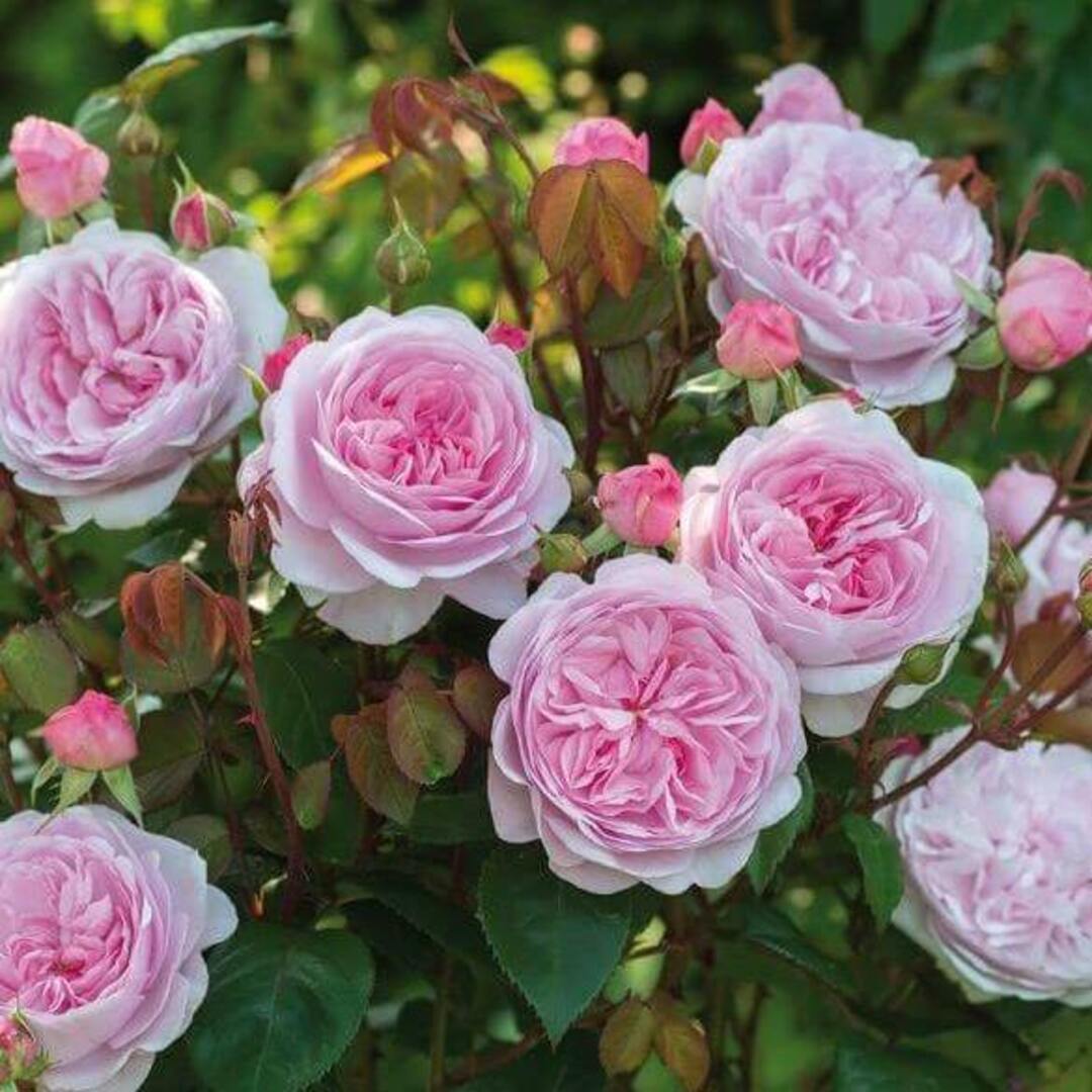 Trandafiri Floribunda Olivia Anul 3