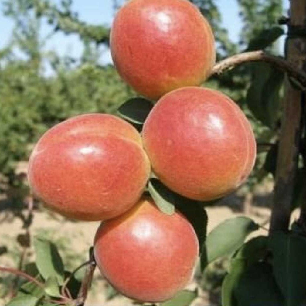 Cais Orange Ruby - Pom Fructifer Anul 3