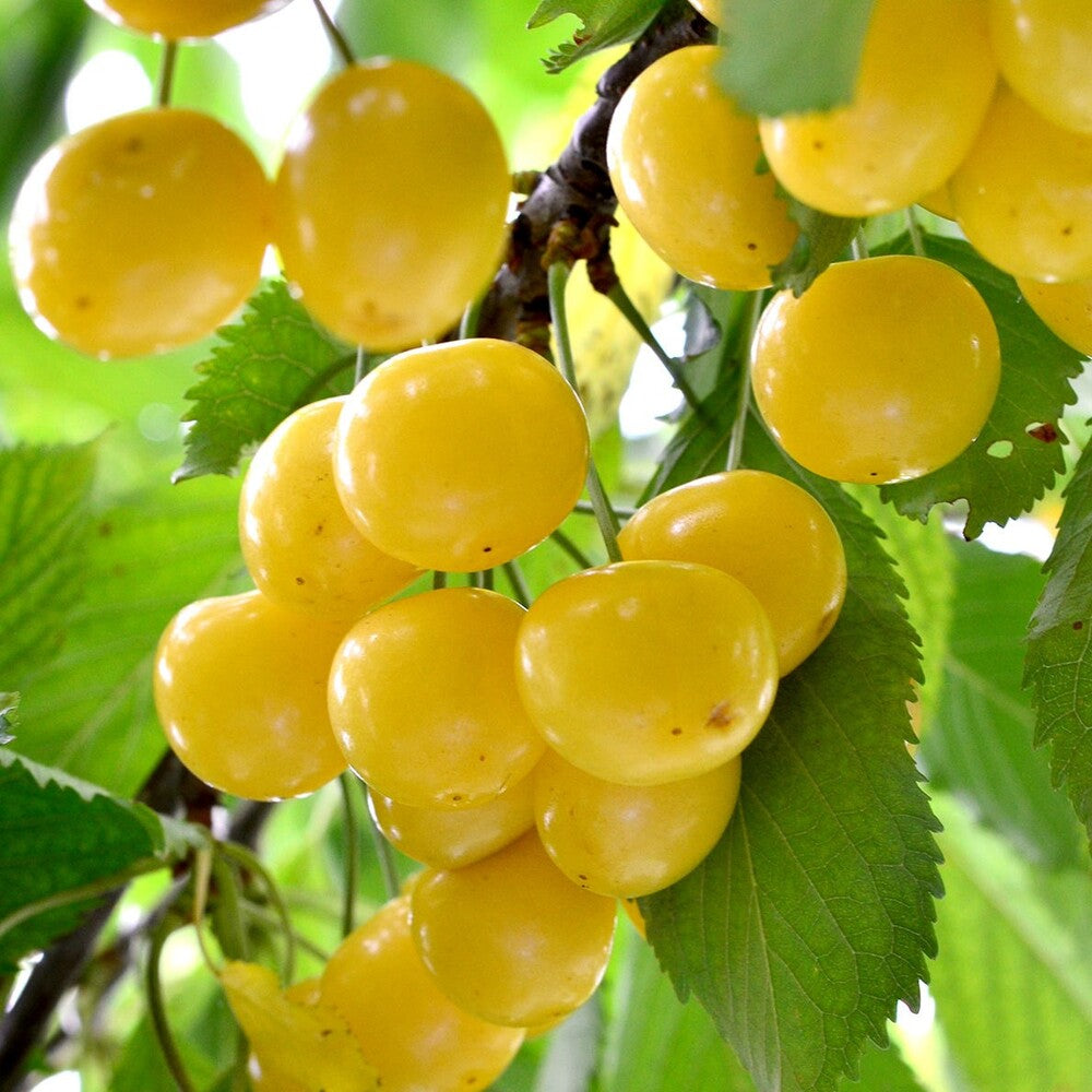 Cires Pietroase Donissen - Pom Fructifer Anul 3
