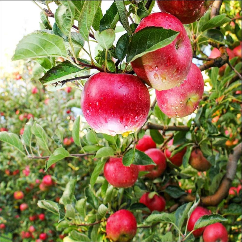 Mar Pink Lady - Pom Fructifer Anul 3