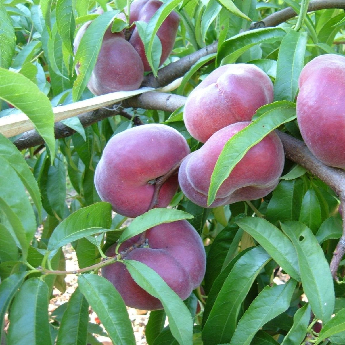Piersic Plattibella - Pom Fructifer Anul 3