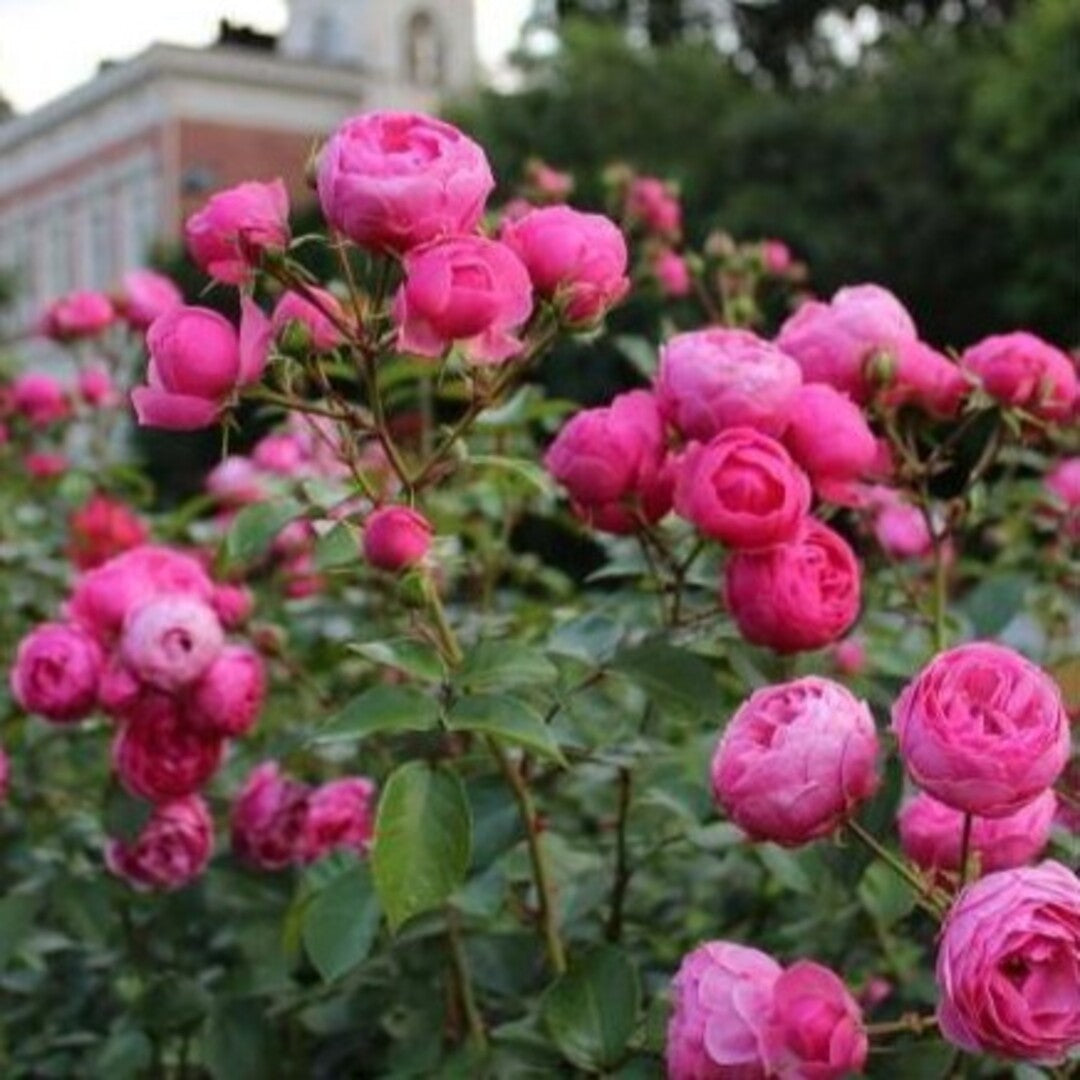 Trandafiri Floribunda Pomponella Anul 3