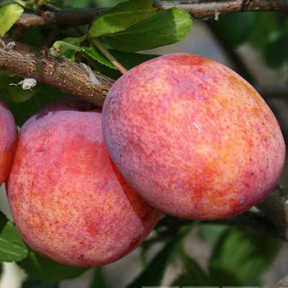 Prun Babana lu Doru - Pom Fructifer Anul 3