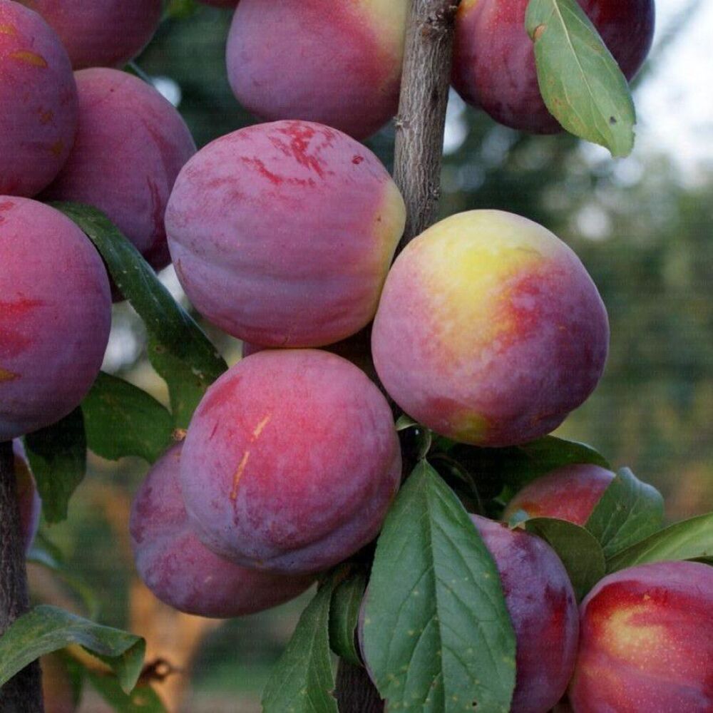 Prun Fortune Turcesc - Pom Fructifer Anul 3