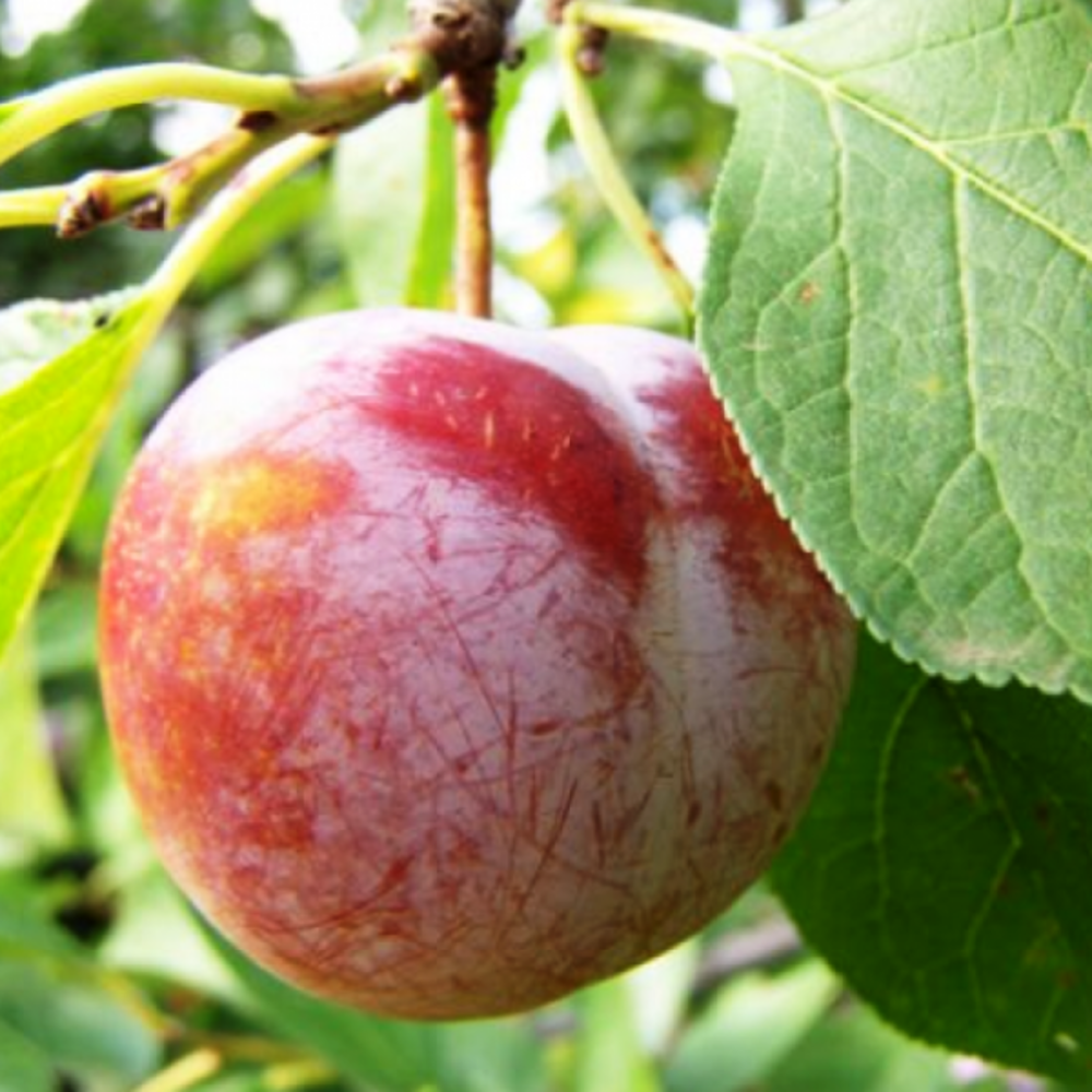 Prun Renglot Rosu - Pom Fructifer Anul 3