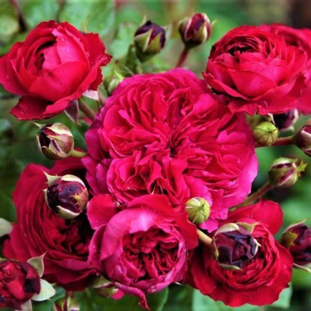 Trandafiri Floribunda Leonardo Da Vinci Anul 3