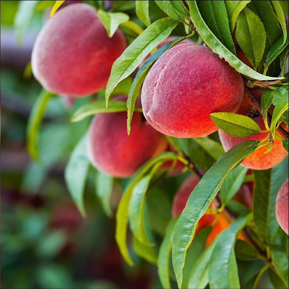 Piersic Red Heaven- Pom Fructifer Anul 3